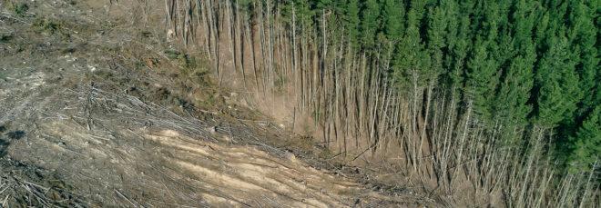 clearing in a forest