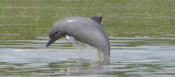 freshwater dolphin jumping out of water