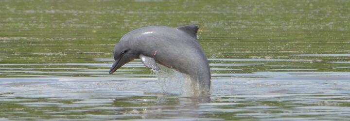 freshwater dolphin jumping out of water