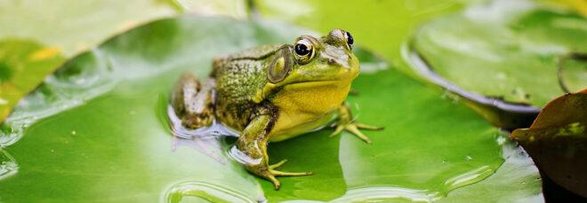 bull frog on lily pad in a pond