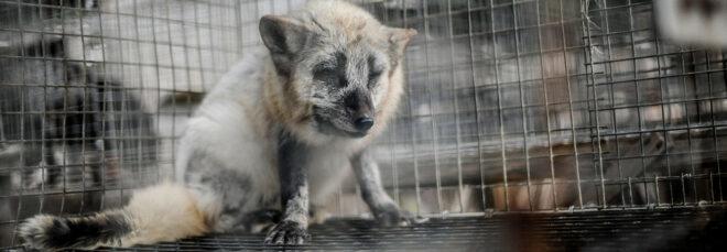 calico fox in cage on fur farm