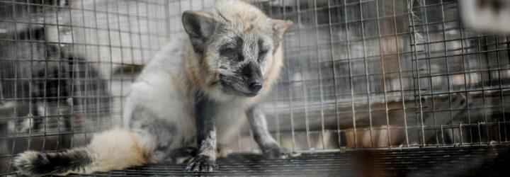 calico fox in cage on fur farm