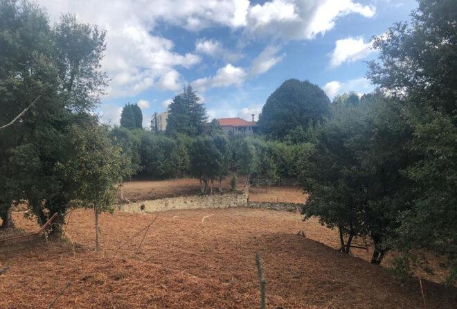 A clearing within a park.