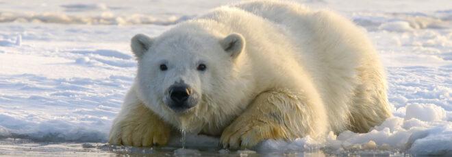 polar bear ready to go for a swim in the Arctic