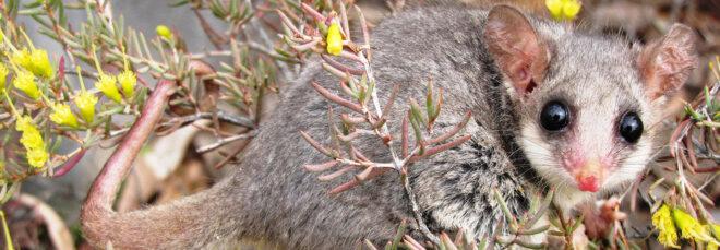 gray pygmy possum in a bush