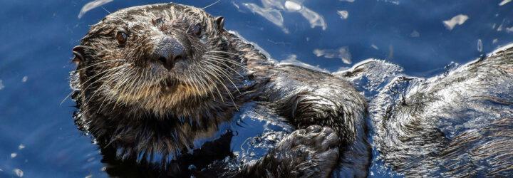 A sea otter in the water.