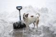 dog standing next to snow shovel