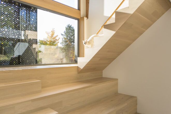 Light-colored wood stairs with a cat walking down while light streams in through a nearby window.