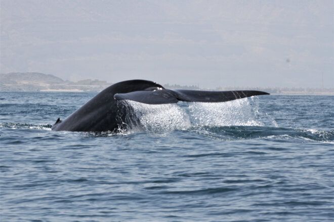 A blue whale tail emerging from the ocean.
