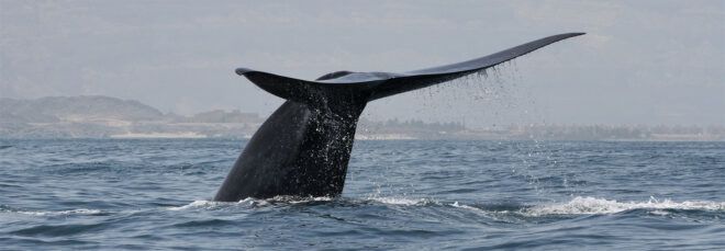 A blue whale tail emerging from the ocean.