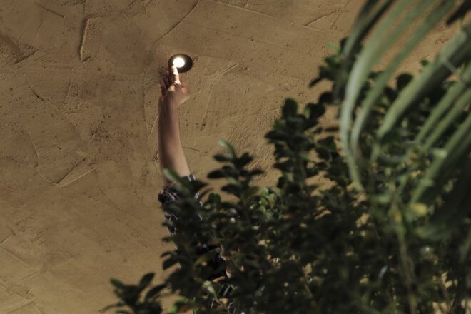 close-up of plant hanging from ceiling