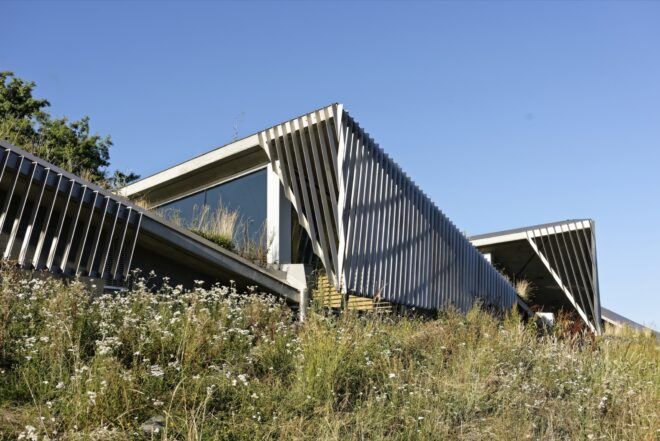 close-up of plants on a green roof