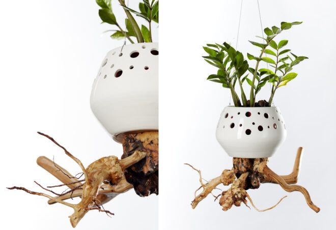 To the left, a close-up of the root on the small planter. To the right, an overview shot of the whole planter.