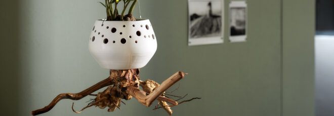 A brown root emerging from a small planter's base.
