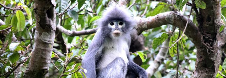 Popa langur monkey in a tree