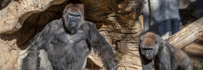 two gorillas at San Diego Zoo
