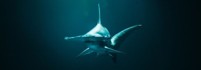 hammerhead shark swimming in water
