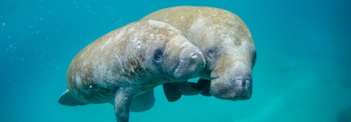 two manatees swimming in ocean
