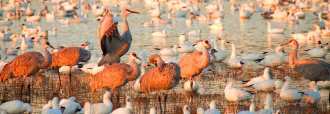 birds standing in wetlands