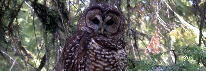 northern spotted owl perched on a branch