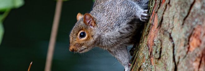 A grey squirrel on a tree.