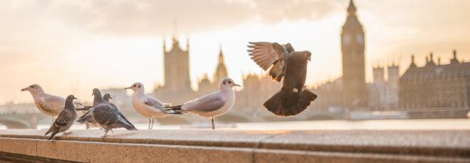 pigeons on ledge with city skyline in the background