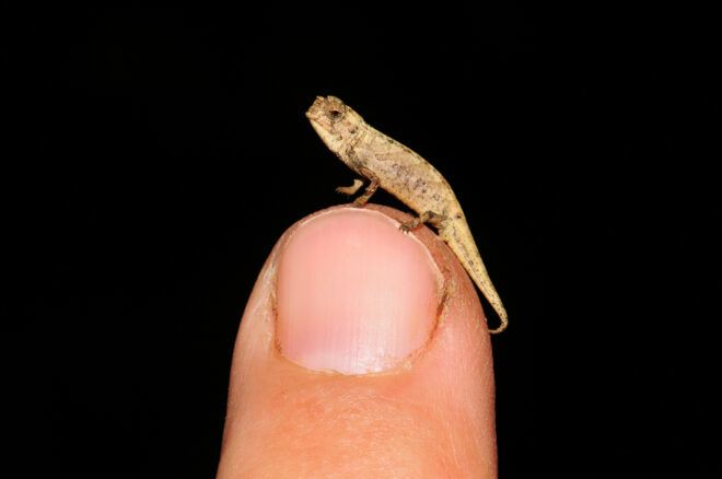 tiny brown chameleon on a human finger