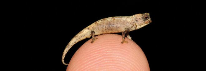 tiny brown chameleon resting on the top of a human thumb