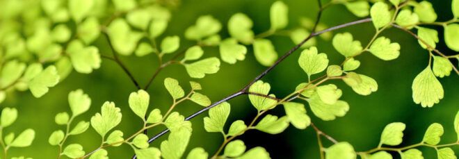 tiny leaves on thin branches