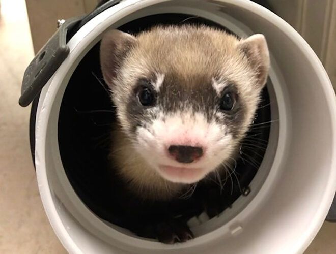 black-footed ferret poking head out of hole