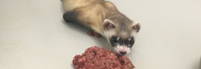 black-footed ferret eating pink and red food