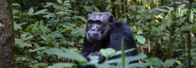 chimpanzee in leafy area