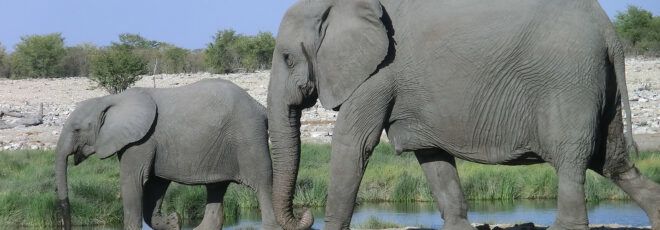 A large elephant walking behind a smaller elephant.