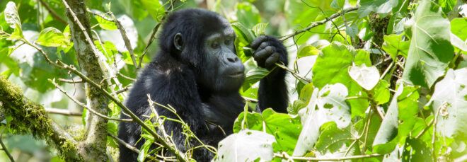 mountain gorilla in a tree