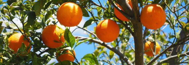oranges growing on a tree