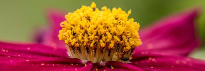 close-up of pollen on pink flower