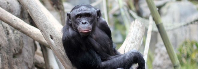 bonobo leaning on wood pole