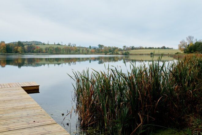 A dock on a marshy lake.