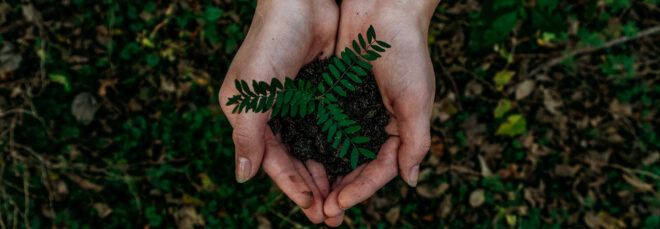 person holding plant and soil