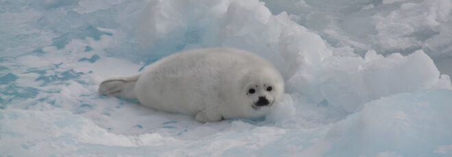 harp seal pup on ice