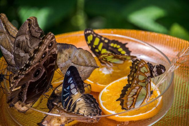 DIY butterfly feeder