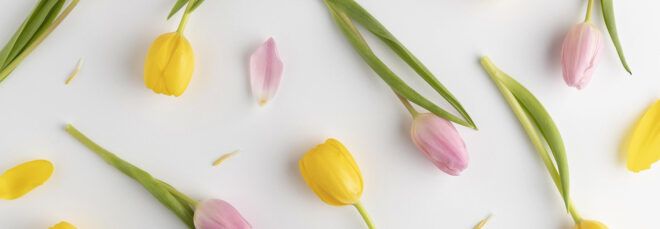 pink and yellow tulips on white background