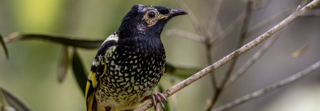 Regent Honeyeater bird in tree