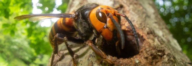 murder hornet, or Vespa mandarinia, boring hole in a tree