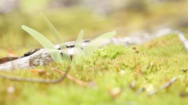 green sequins on moss
