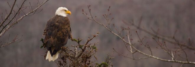 bald eagle perched on tree