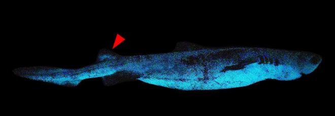 glowing blue shark on black background