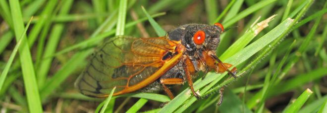 cicada in grass