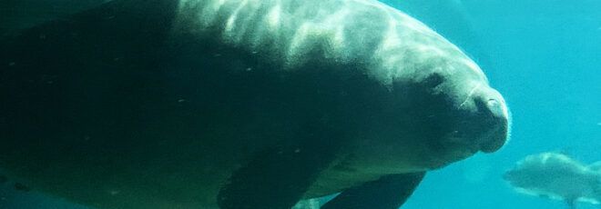 A single manatee underwater.