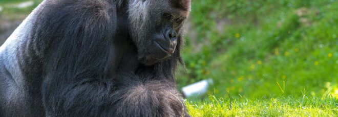 A gorilla playing in the grass.